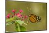 Costa Rica, Monteverde Cloud Forest Biological Reserve. Butterfly on Flower-Jaynes Gallery-Mounted Photographic Print