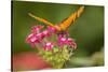 Costa Rica, Monteverde Cloud Forest Biological Reserve. Butterfly on Flower-Jaynes Gallery-Stretched Canvas