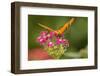 Costa Rica, Monteverde Cloud Forest Biological Reserve. Butterfly on Flower-Jaynes Gallery-Framed Photographic Print