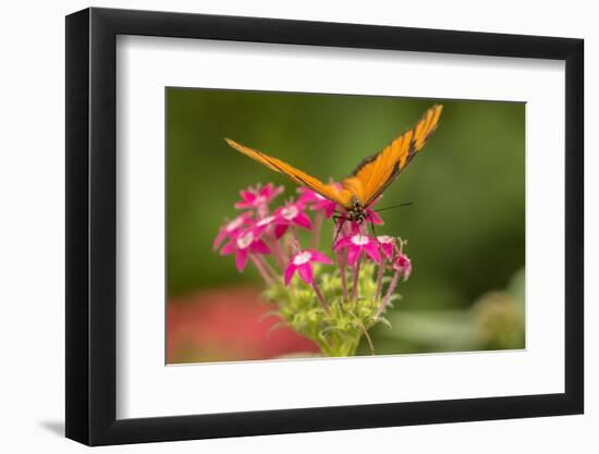 Costa Rica, Monteverde Cloud Forest Biological Reserve. Butterfly on Flower-Jaynes Gallery-Framed Photographic Print