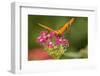 Costa Rica, Monteverde Cloud Forest Biological Reserve. Butterfly on Flower-Jaynes Gallery-Framed Photographic Print