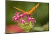 Costa Rica, Monteverde Cloud Forest Biological Reserve. Butterfly on Flower-Jaynes Gallery-Mounted Photographic Print