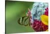 Costa Rica, Monteverde Cloud Forest Biological Reserve. Glasswing Butterfly Close-Up-Jaynes Gallery-Stretched Canvas