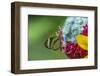 Costa Rica, Monteverde Cloud Forest Biological Reserve. Glasswing Butterfly Close-Up-Jaynes Gallery-Framed Photographic Print