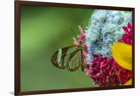 Costa Rica, Monteverde Cloud Forest Biological Reserve. Glasswing Butterfly Close-Up-Jaynes Gallery-Framed Photographic Print