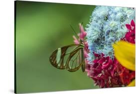 Costa Rica, Monteverde Cloud Forest Biological Reserve. Glasswing Butterfly Close-Up-Jaynes Gallery-Stretched Canvas