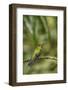 Costa Rica, Monteverde Cloud Forest Biological Reserve. Hummingbird on Limb-Jaynes Gallery-Framed Photographic Print