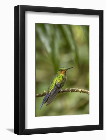 Costa Rica, Monteverde Cloud Forest Biological Reserve. Hummingbird on Limb-Jaynes Gallery-Framed Photographic Print