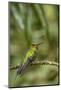 Costa Rica, Monteverde Cloud Forest Biological Reserve. Hummingbird on Limb-Jaynes Gallery-Mounted Photographic Print