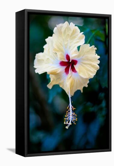 Costa Rica Pale Yellow Hibiscus Flower Photo Poster Print-null-Framed Stretched Canvas