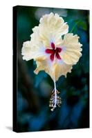 Costa Rica Pale Yellow Hibiscus Flower Photo Poster Print-null-Stretched Canvas