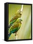 Costa Rica, parakeet perched-George Theodore-Framed Stretched Canvas