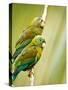 Costa Rica, parakeet perched-George Theodore-Stretched Canvas