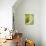 Costa Rica, parakeet perched-George Theodore-Photographic Print displayed on a wall