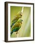 Costa Rica, parakeet perched-George Theodore-Framed Photographic Print