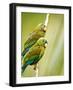 Costa Rica, parakeet perched-George Theodore-Framed Photographic Print