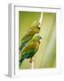 Costa Rica, parakeet perched-George Theodore-Framed Photographic Print