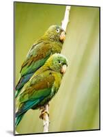 Costa Rica, parakeet perched-George Theodore-Mounted Photographic Print