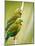 Costa Rica, parakeet perched-George Theodore-Mounted Photographic Print