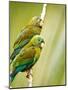 Costa Rica, parakeet perched-George Theodore-Mounted Photographic Print