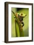 Costa Rica. Red-Eyed Tree Frog Close-Up-Jaynes Gallery-Framed Photographic Print