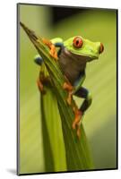 Costa Rica. Red-Eyed Tree Frog Close-Up-Jaynes Gallery-Mounted Photographic Print