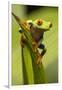 Costa Rica. Red-Eyed Tree Frog Close-Up-Jaynes Gallery-Framed Photographic Print