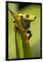 Costa Rica. Red-Eyed Tree Frog Close-Up-Jaynes Gallery-Framed Photographic Print