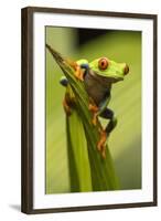 Costa Rica. Red-Eyed Tree Frog Close-Up-Jaynes Gallery-Framed Photographic Print