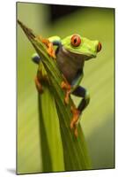 Costa Rica. Red-Eyed Tree Frog Close-Up-Jaynes Gallery-Mounted Photographic Print