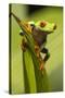 Costa Rica. Red-Eyed Tree Frog Close-Up-Jaynes Gallery-Stretched Canvas