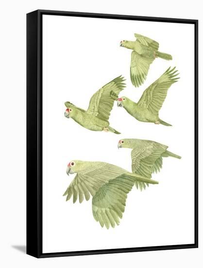 Costa Rica Red Lored Parrots-Stacy Hsu-Framed Stretched Canvas