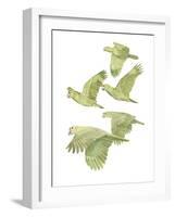 Costa Rica Red Lored Parrots-Stacy Hsu-Framed Art Print