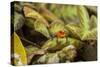 Costa Rica, Sarapiqui River Valley. Blue-Jeans or Strawberry Poison Dart Frog, Singing or Calling-Jaynes Gallery-Stretched Canvas