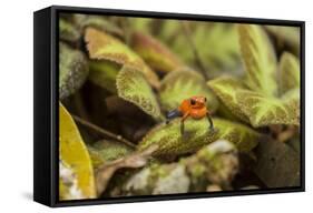 Costa Rica, Sarapiqui River Valley. Blue-Jeans or Strawberry Poison Dart Frog, Singing or Calling-Jaynes Gallery-Framed Stretched Canvas