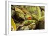 Costa Rica, Sarapiqui River Valley. Blue-Jeans or Strawberry Poison Dart Frog, Singing or Calling-Jaynes Gallery-Framed Photographic Print