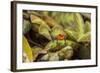 Costa Rica, Sarapiqui River Valley. Blue-Jeans or Strawberry Poison Dart Frog, Singing or Calling-Jaynes Gallery-Framed Photographic Print