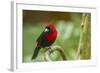 Costa Rica, Sarapiqui River Valley. Crimson-Collared Tanager on Limb-Jaynes Gallery-Framed Photographic Print