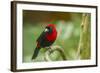 Costa Rica, Sarapiqui River Valley. Crimson-Collared Tanager on Limb-Jaynes Gallery-Framed Photographic Print