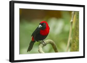 Costa Rica, Sarapiqui River Valley. Crimson-Collared Tanager on Limb-Jaynes Gallery-Framed Photographic Print