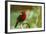 Costa Rica, Sarapiqui River Valley. Crimson-Collared Tanager on Limb-Jaynes Gallery-Framed Photographic Print