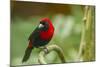 Costa Rica, Sarapiqui River Valley. Crimson-Collared Tanager on Limb-Jaynes Gallery-Mounted Photographic Print