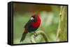 Costa Rica, Sarapiqui River Valley. Crimson-Collared Tanager on Limb-Jaynes Gallery-Framed Stretched Canvas