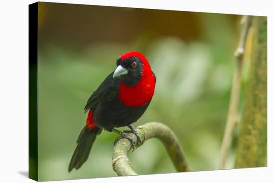 Costa Rica, Sarapiqui River Valley. Crimson-Collared Tanager on Limb-Jaynes Gallery-Stretched Canvas