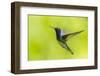 Costa Rica, Sarapiqui River Valley. White-Necked Jacobin Flying-Jaynes Gallery-Framed Photographic Print