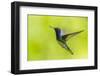 Costa Rica, Sarapiqui River Valley. White-Necked Jacobin Flying-Jaynes Gallery-Framed Photographic Print