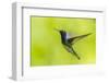 Costa Rica, Sarapiqui River Valley. White-Necked Jacobin Flying-Jaynes Gallery-Framed Photographic Print