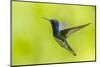 Costa Rica, Sarapiqui River Valley. White-Necked Jacobin Flying-Jaynes Gallery-Mounted Photographic Print