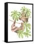 Costa Rica Sloths-Stacy Hsu-Framed Stretched Canvas