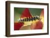 Costa Rica, Tortuguero, Caterpillar on Heliconia-Darrell Gulin-Framed Photographic Print